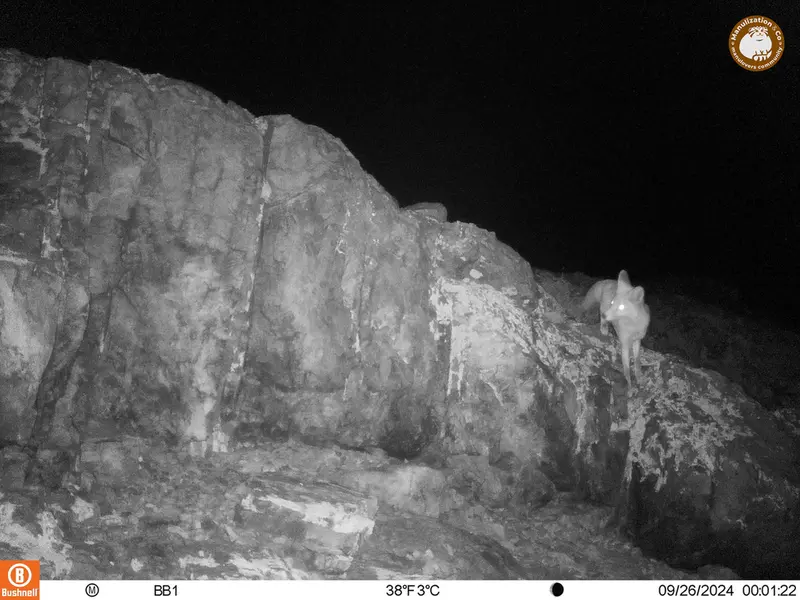 A photograph of Red fox from Aktas-Kunkora camera trap