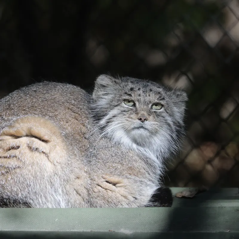 A photograph of Mia in Novosibirsk Zoo