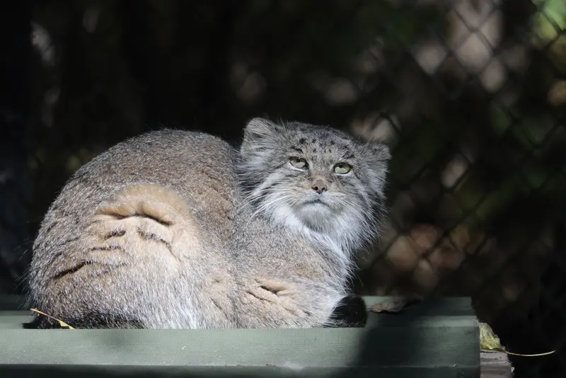 A photograph of Mia in Novosibirsk Zoo