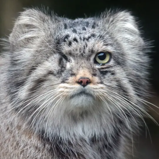 A photograph of Panoel in Rotterdam Zoo