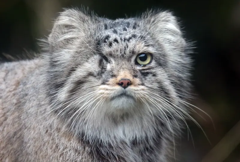 A photograph of Panoel in Rotterdam Zoo
