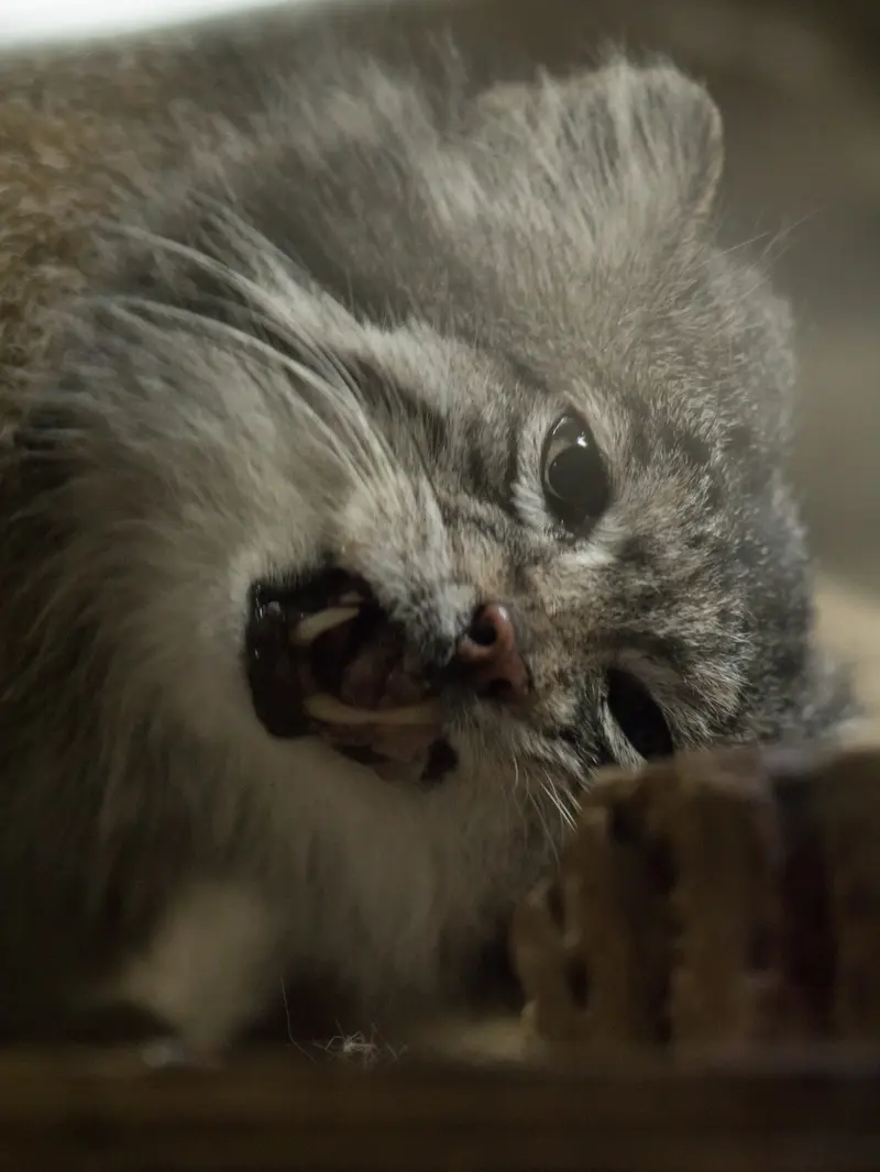 A photograph of Klyon in Ueno Zoological Gardens