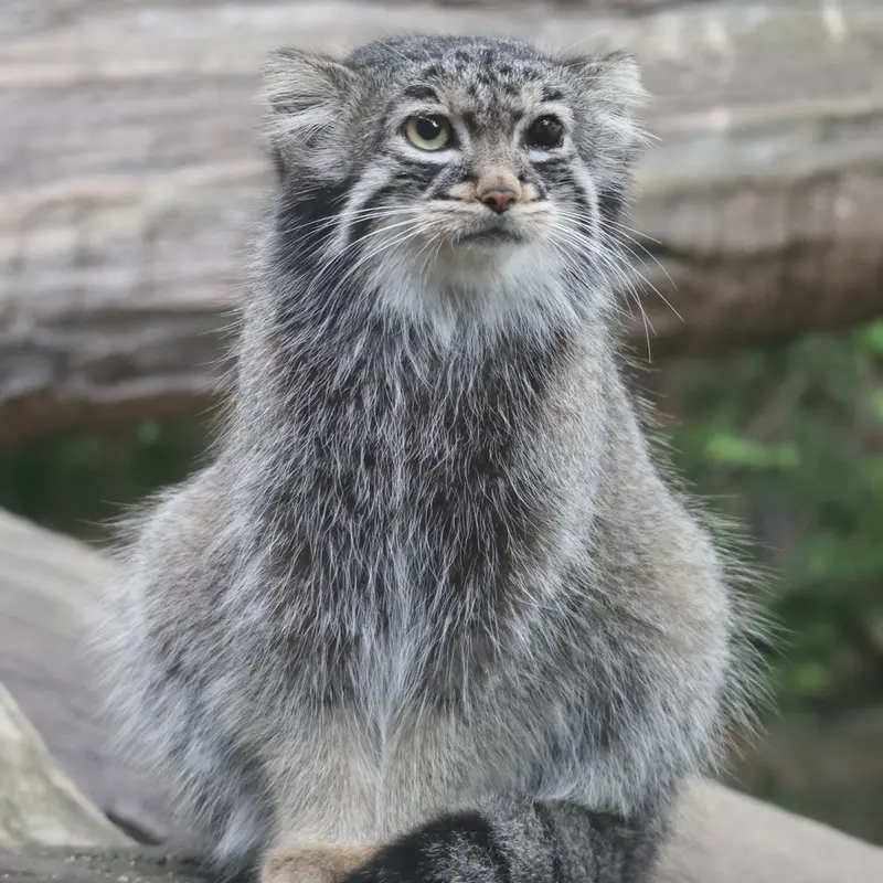 A photograph of Abrikos in Nasu Animal Kingdom