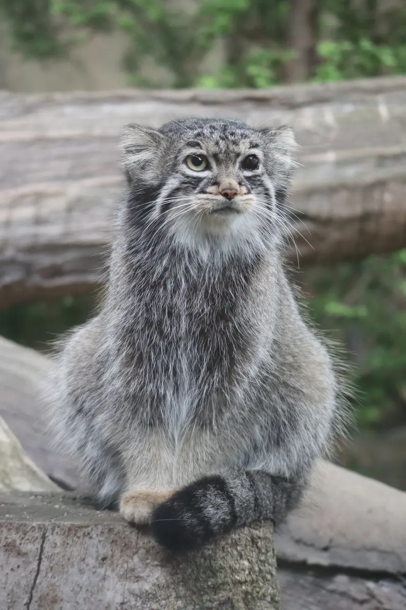 A photograph of Abrikos in Nasu Animal Kingdom