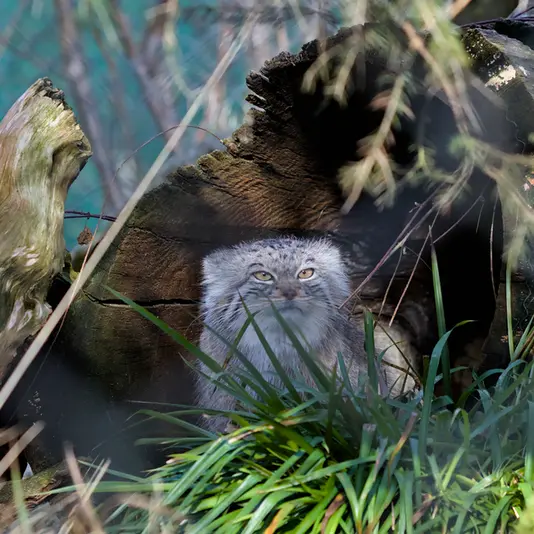 A photograph of Stubsi in Hellabrunn zoo