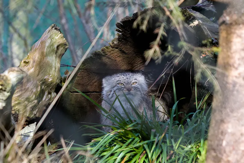 A photograph of Stubsi in Hellabrunn zoo