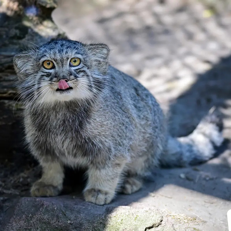A photograph of Boris Ⅱ in Budapest Zoo & Botanical Garden