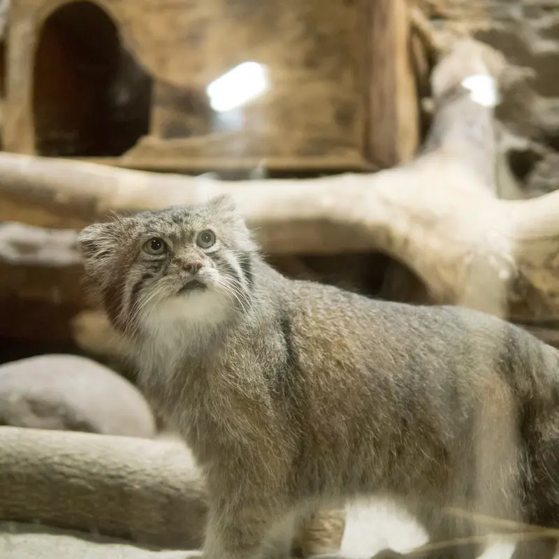 A photograph of Klyon in Ueno Zoological Gardens