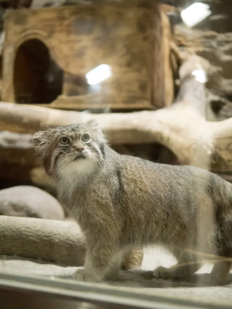 A photograph of Klyon in Ueno Zoological Gardens