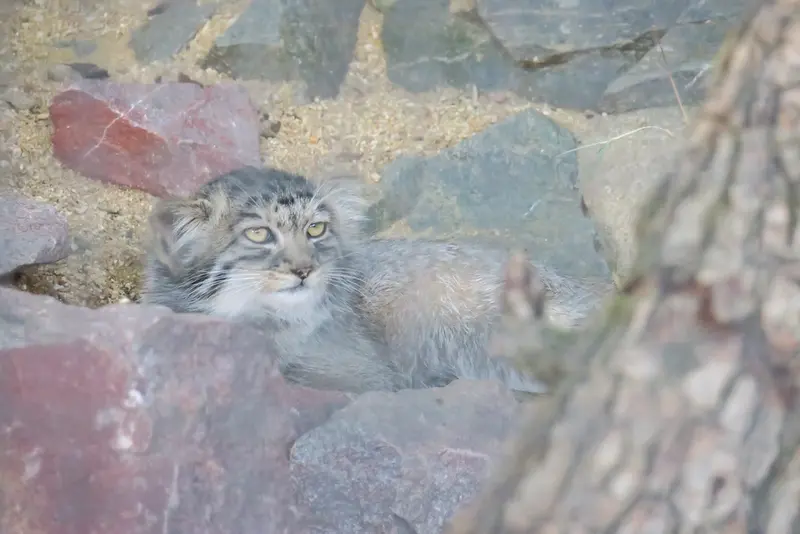 A photograph of a Pallas's cat in Brno Zoo