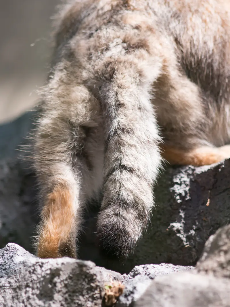 A photograph of Grusha in Asahiyama Zoo