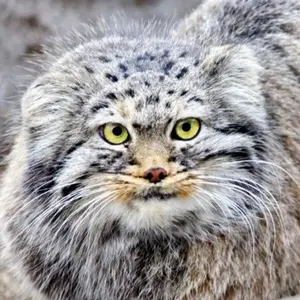 Knjazhna Karakol'skaja the Pallas's cat from Karakol Zoo