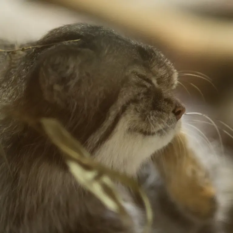 A photograph of Klyon in Ueno Zoological Gardens