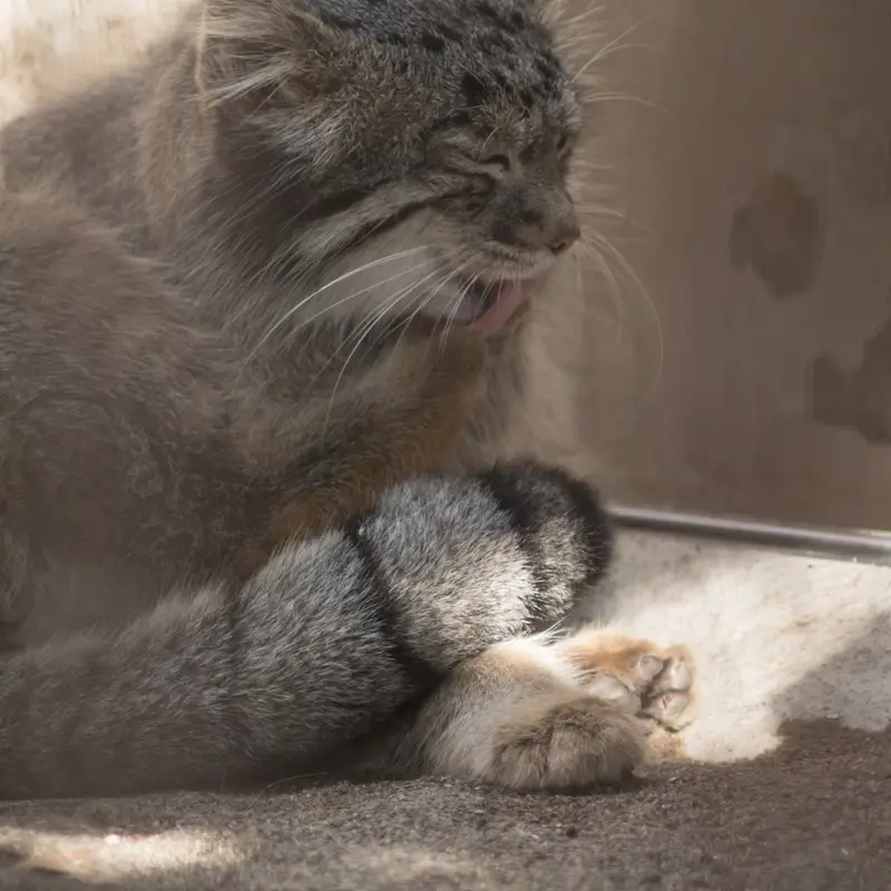 A photograph of Figa in Nogeyama Zoo
