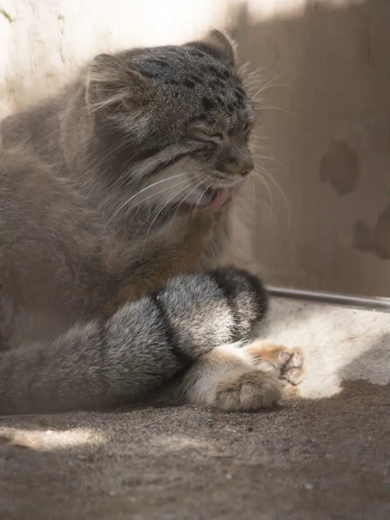 A photograph of Figa in Nogeyama Zoo