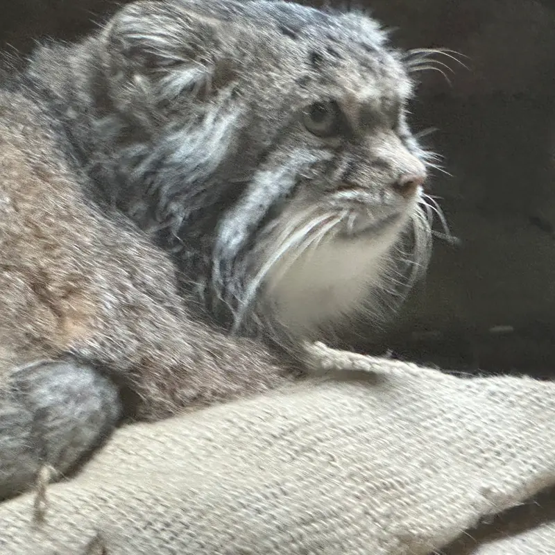A photograph of a Pallas's cat