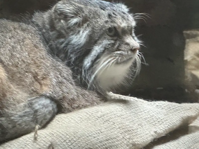 A photograph of a Pallas's cat