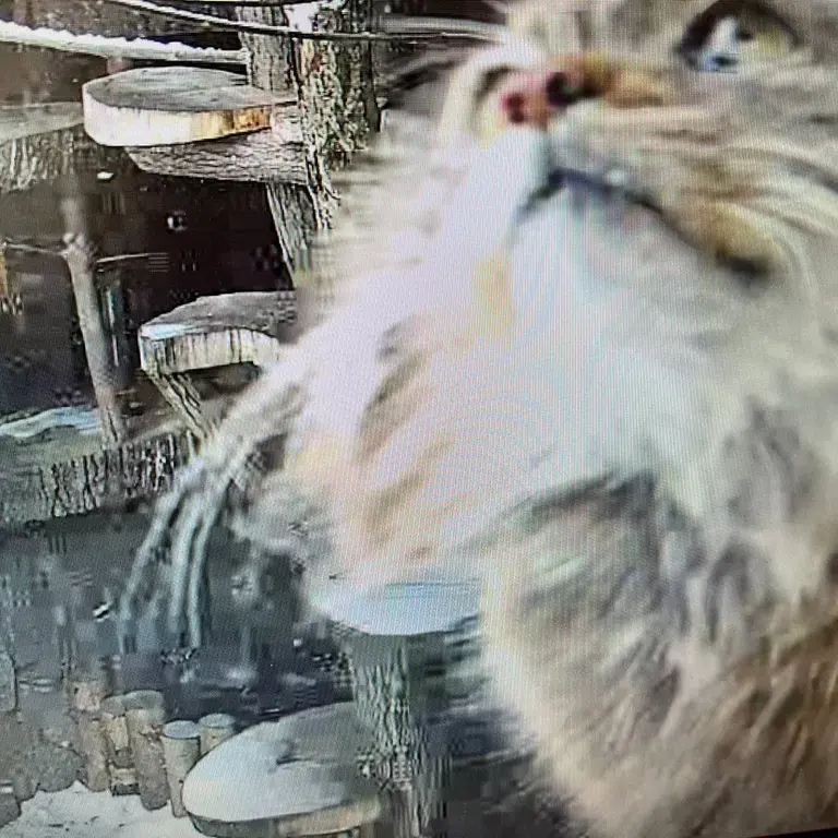 A photograph of Pepe in Leningrad zoo