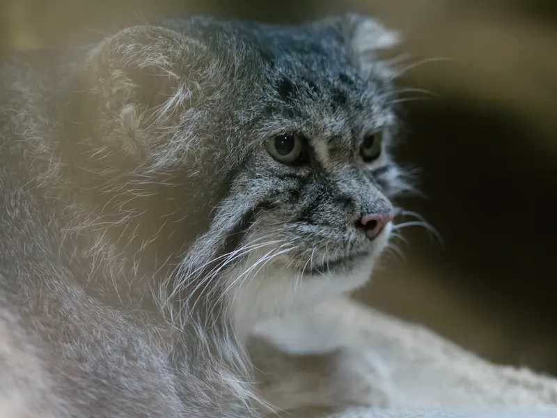 A photograph of Klyon in Ueno Zoological Gardens