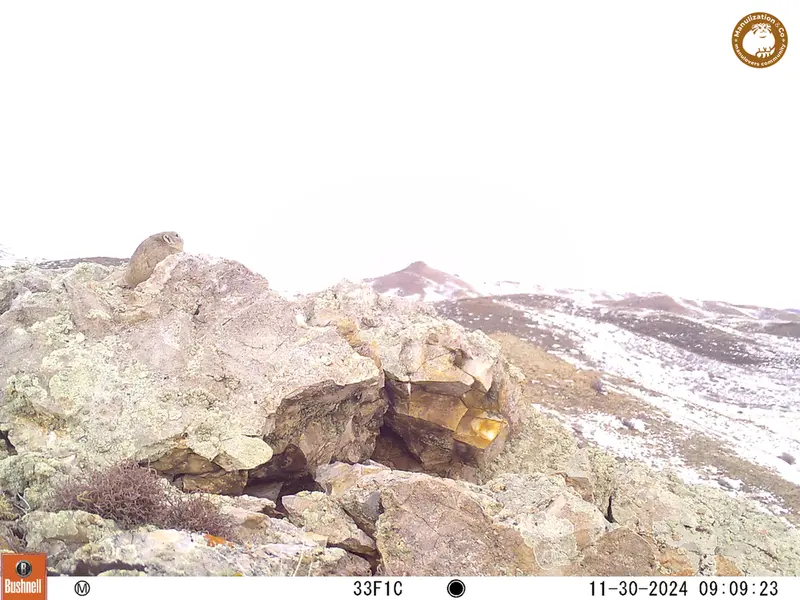 A photograph of Pika from Besshoky 1 camera trap