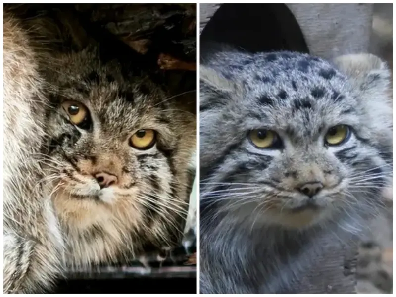 A photograph of a Pallas's cat
