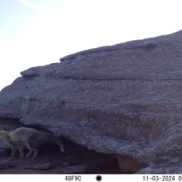 A photograph of Red fox from Bektauata 1 camera trap