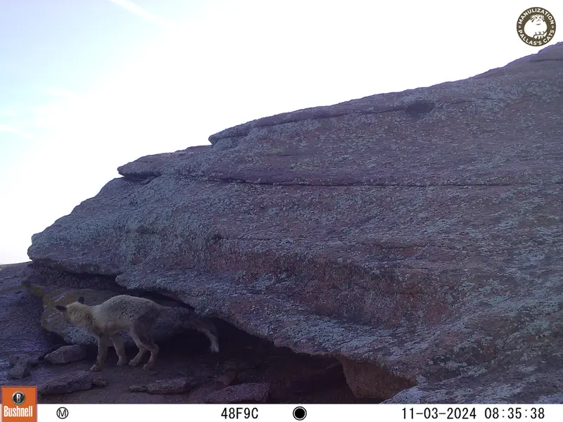 A photograph of Red fox from Bektauata 1 camera trap