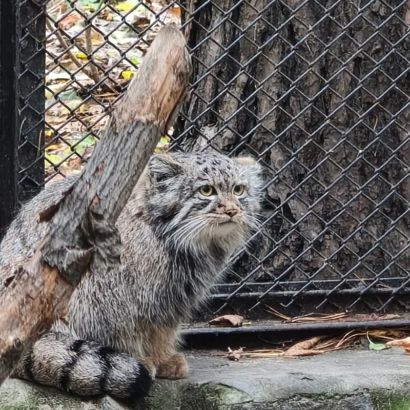 A photograph of a Pallas's cat in Novosibirsk Zoo