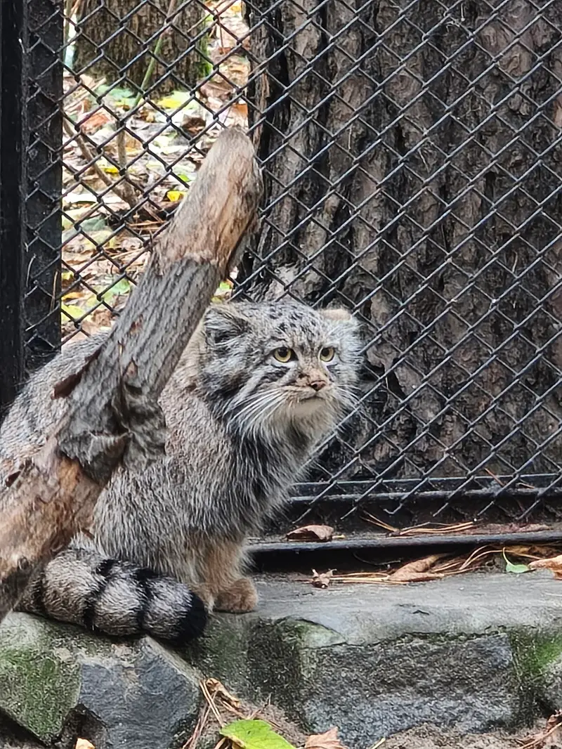 A photograph of a Pallas's cat in Novosibirsk Zoo