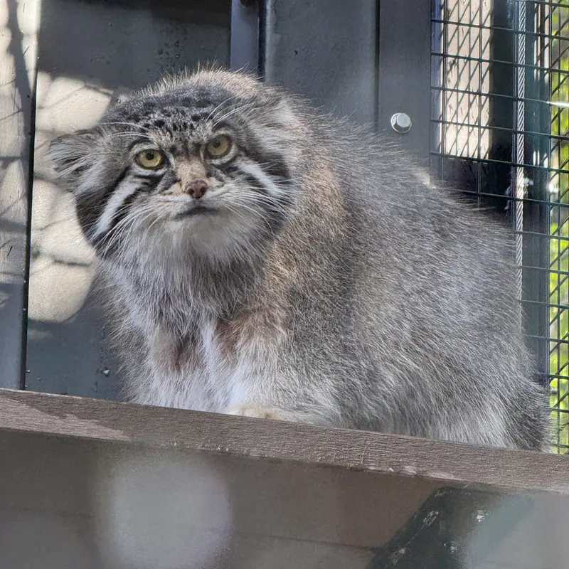 A photograph of Grusha in Asahiyama Zoo