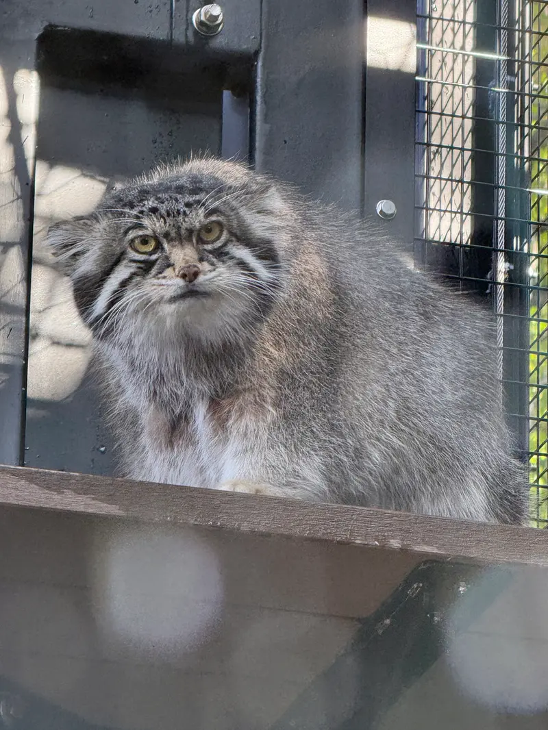 A photograph of Grusha in Asahiyama Zoo