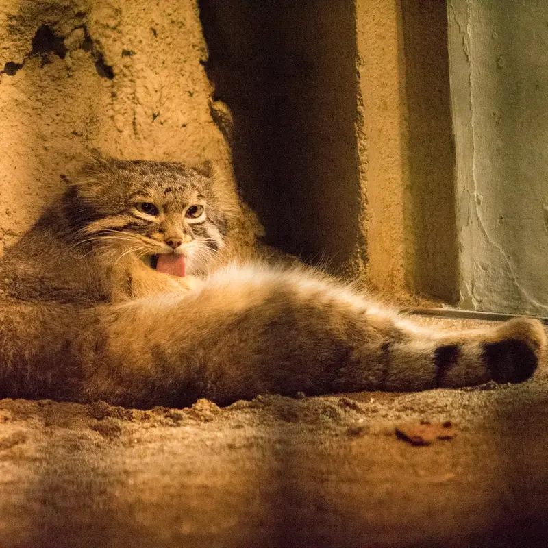 A photograph of Figa in Nogeyama Zoo