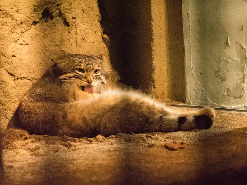 A photograph of Figa in Nogeyama Zoo
