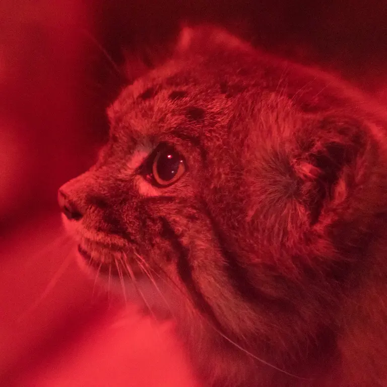 A photograph of Naim in Ueno Zoological Gardens