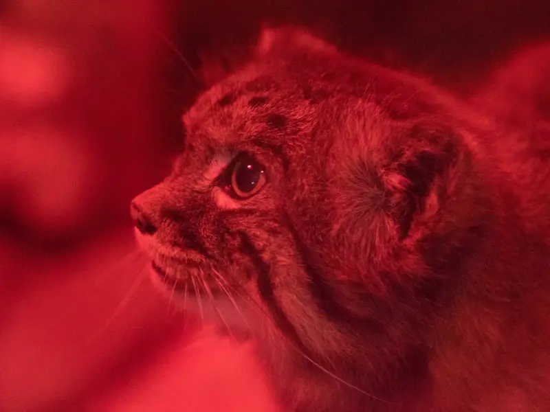 A photograph of Naim in Ueno Zoological Gardens