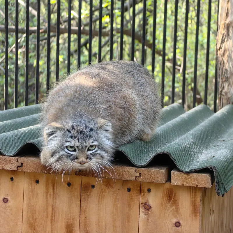 A photograph of Gabi in Novosibirsk Zoo