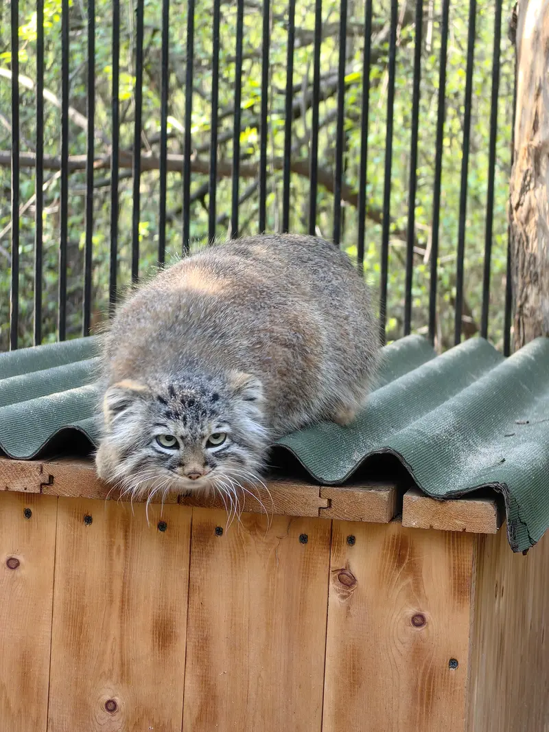 A photograph of Gabi in Novosibirsk Zoo