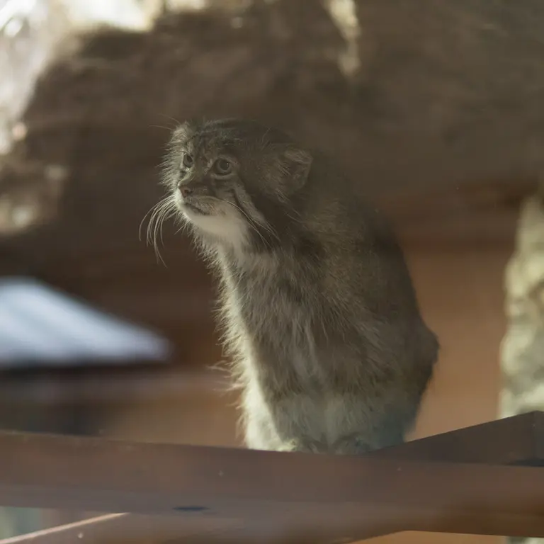 A photograph of Klyon in Ueno Zoological Gardens