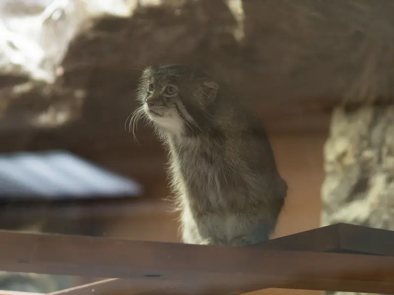 A photograph of Klyon in Ueno Zoological Gardens