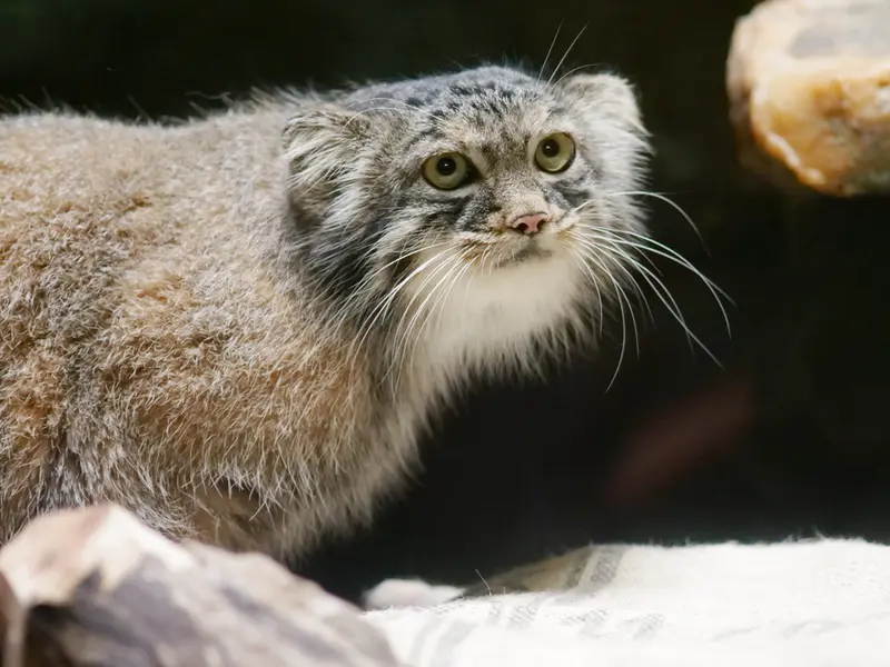A photograph of Shafran in Ueno Zoological Gardens