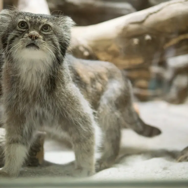 A photograph of Klyon in Ueno Zoological Gardens
