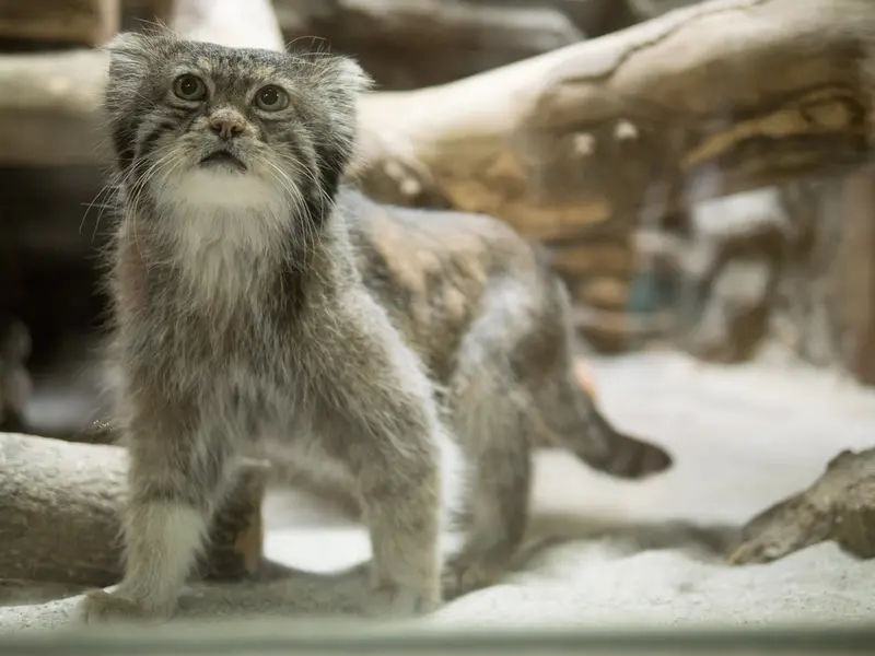 A photograph of Klyon in Ueno Zoological Gardens