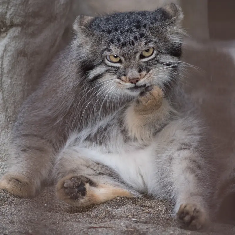 A photograph of Figa in Nogeyama Zoo