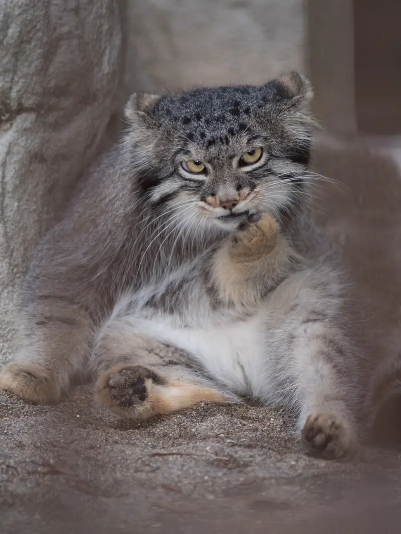 A photograph of Figa in Nogeyama Zoo