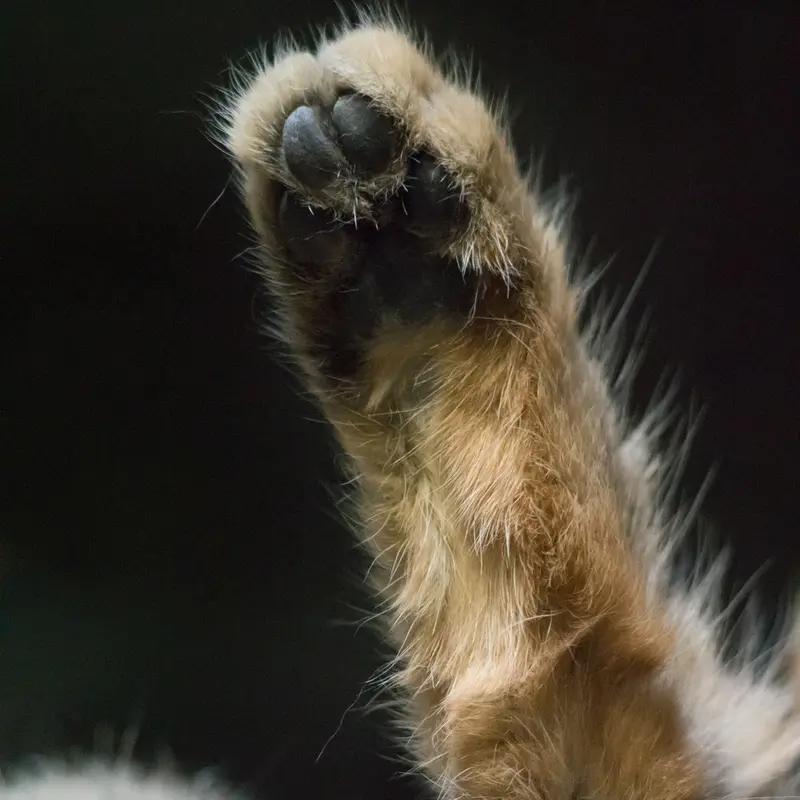 A photograph of Primula in Ueno Zoological Gardens