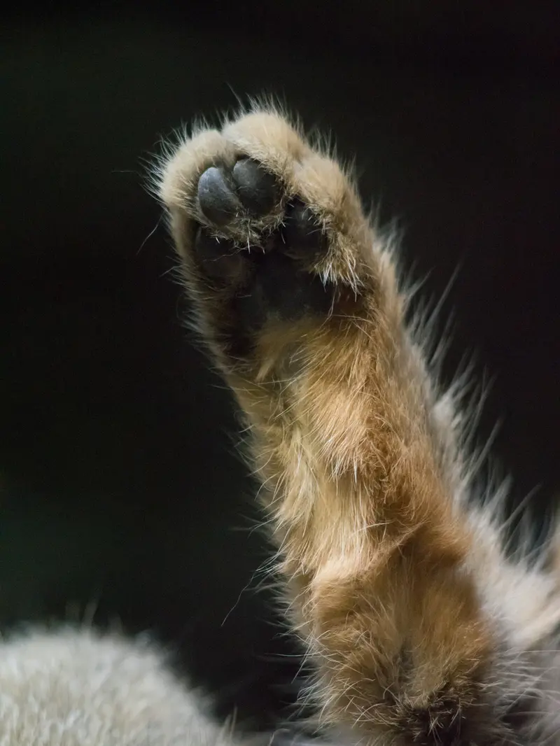 A photograph of Primula in Ueno Zoological Gardens