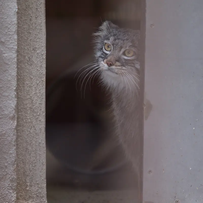 A photograph of Figa in Nogeyama Zoo