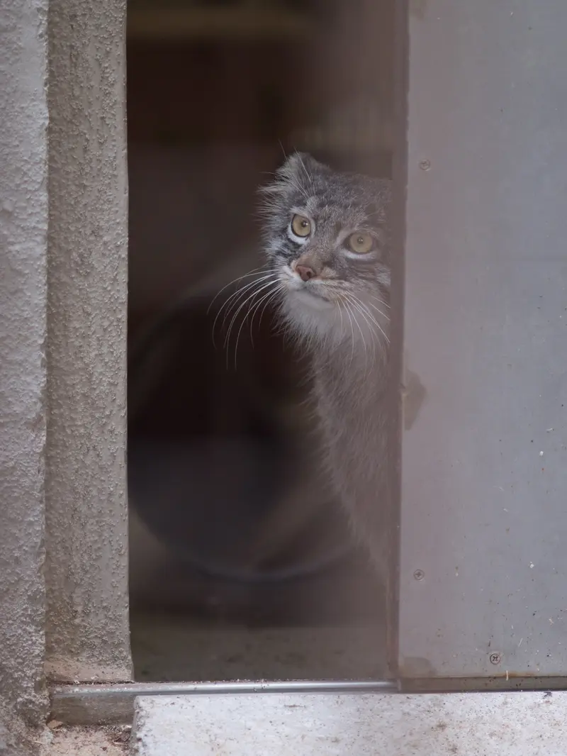 A photograph of Figa in Nogeyama Zoo