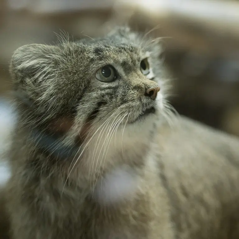 A photograph of Klyon in Ueno Zoological Gardens