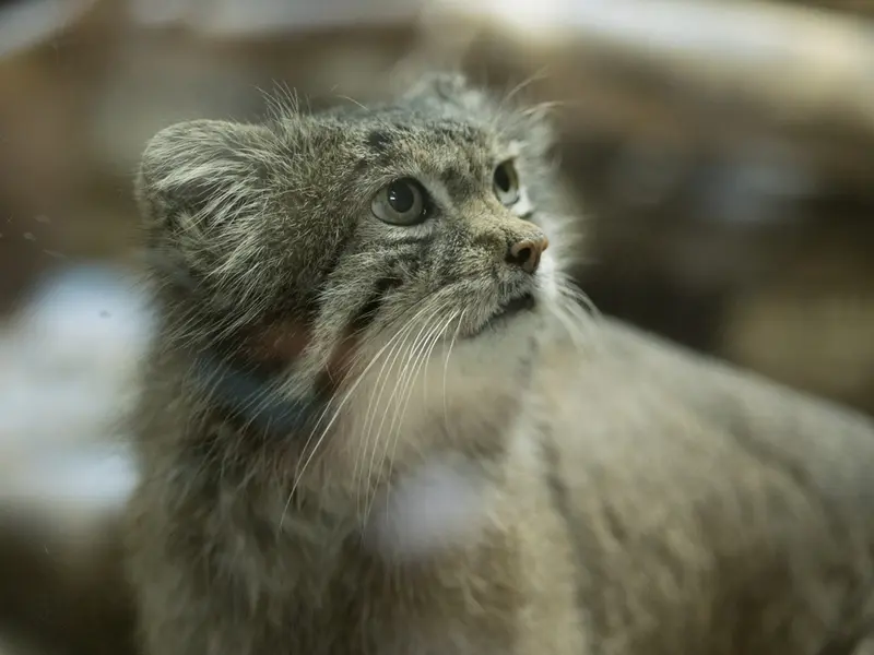 A photograph of Klyon in Ueno Zoological Gardens